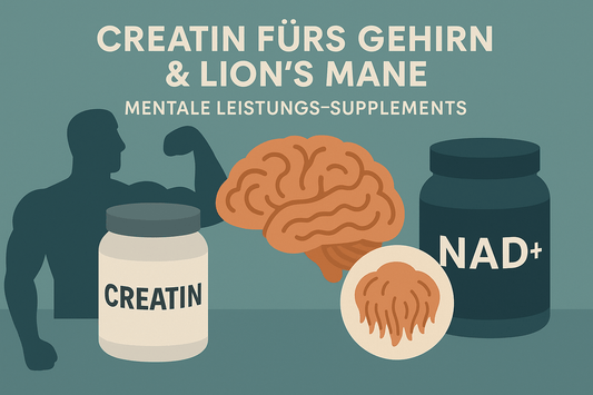 Creatin für das Gehirn &amp; Lion’s Mane: Die neue Generation mentaler Leistungs-Supplements - NirooX Nutrition
