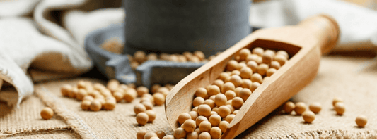 Muskelaufbau Boost: Warum Creatin mit Soja‑Protein Isolat synergiert - NirooX Nutrition